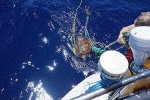 OxoMoxo freeing the turtle of fishing net in 2018 about 900 nm from Hawaii.